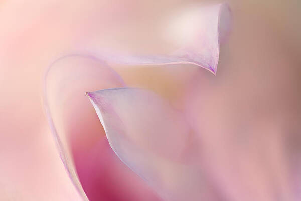 Bloom Wall Art featuring the photograph Protected by Mary Jo Allen