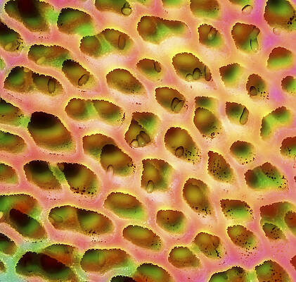 Abstract Photograph - Psychedelic Mushroom Macro by Jean Noren