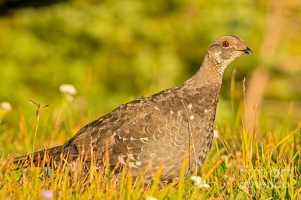 Glacier National Park Photograph - Ptarmigan In Glacier National Park by Natural Focal Point Photography
