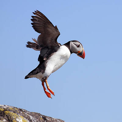 Wall Art featuring the photograph Puffin In Flight by Grant Glendinning