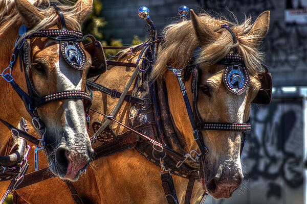 Horse Wall Art featuring the photograph Pulling Palominos by Carla E