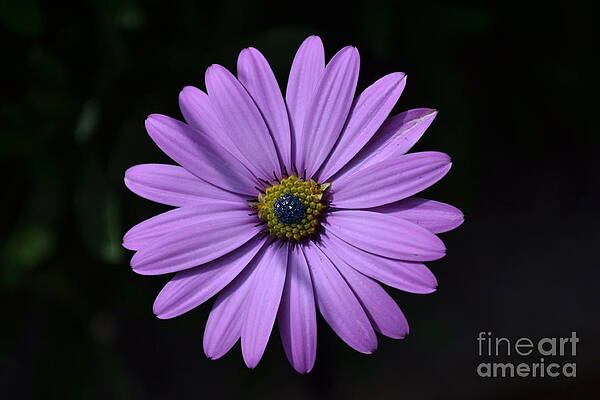 Photograph - Purple African Daisy by Scott Lyons