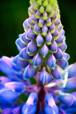 Wall Art featuring the photograph Purple And Green by Jeff Sinon