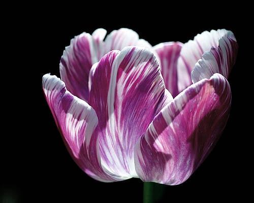 Vibrant Purple Tulip in Bloom Wall Art