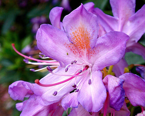 Wall Art featuring the photograph Purple Azalea by Rona Black