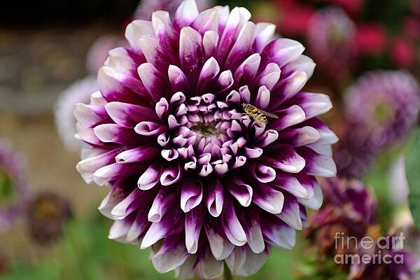 Photograph - Purple Dahlia White Tips by Scott Lyons