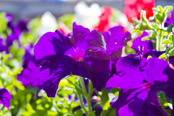 Flower Wall Art featuring the photograph Purple Flowers by Jonny D
