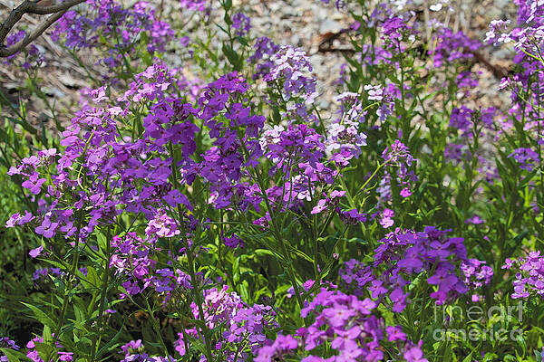 Spring Wall Art featuring the photograph Purple Flowers by William Norton