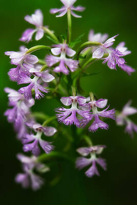 Wall Art featuring the photograph Purple Fringed Orchid by Jeff Sinon