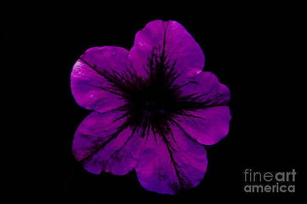 Wild Photograph - Purple Geranium by Scott Lyons