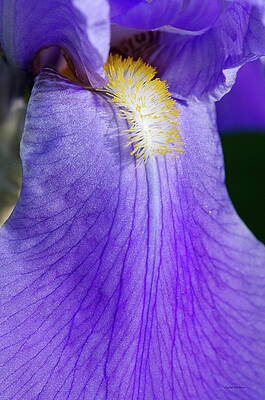 Color Photograph - Purple Iris by Crystal Wightman