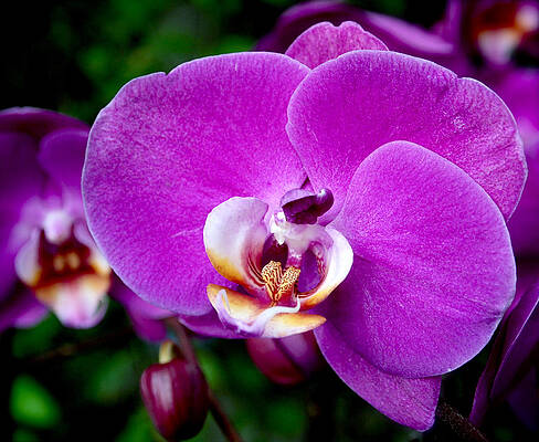 Wall Art featuring the photograph Purple Orchid by Rona Black