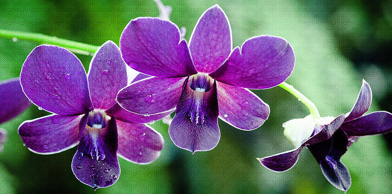 Color Photograph - Purple Orchids by Crystal Wightman