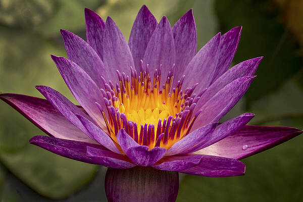 Water Wall Art featuring the photograph Purple Tropical Water Lily by Jean Noren