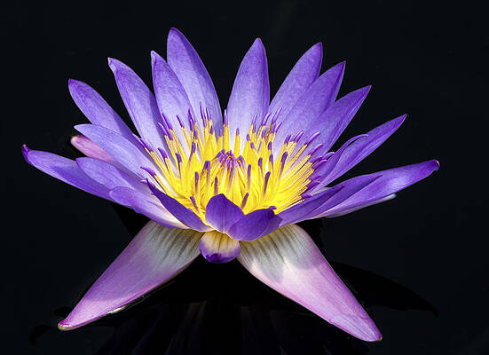 Water Wall Art featuring the photograph Purple Water Lily by Jean Noren