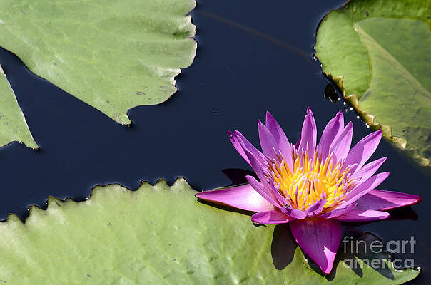Love Photograph - Purple Waterlilly by Crystal Wightman