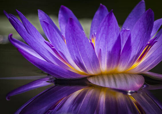 Water Wall Art featuring the photograph Purple Waterlily Abstract by Jean Noren