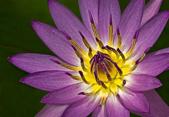 Flower Photograph - Queen Of The Pond by Susan Candelario