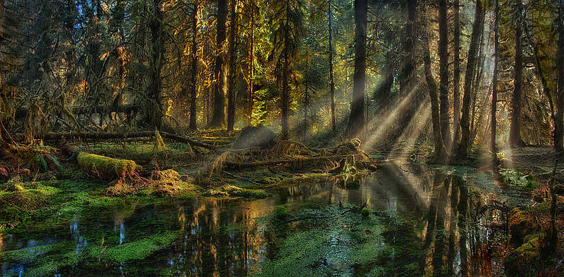 Sunlit Forest with Mossy Reflection Photograph
