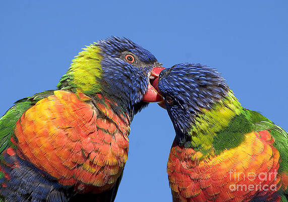 Wildlife Photograph - Rainbow Lorikeets, Canberra, Australia by Steven Ralser