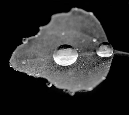 Wall Art featuring the photograph Raindrop On A Leaf by Crystal Wightman