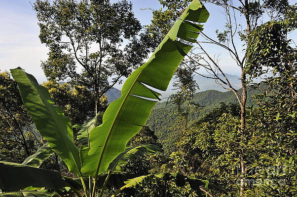 Color Image Wall Art featuring the photograph Rainforest And Banana Tree by Sami Sarkis Photography
