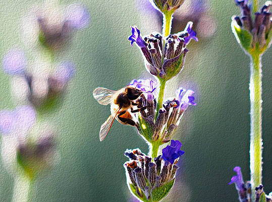 Wall Art featuring the photograph Random Lavender Sampling by Joe Schofield