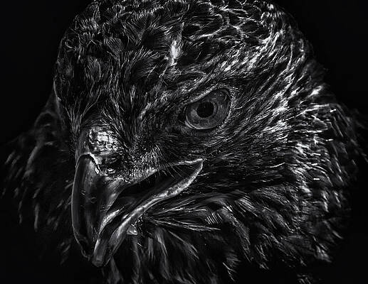 Wall Art featuring the photograph Raptor by Ghostwinds Photography