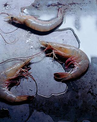 Dead Photograph - Raw Shrimp by Romulo Yanes