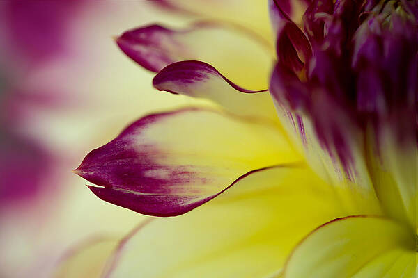 Yellow and Purple Flower Petals Wall Art