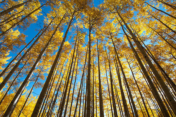 Colorado Photograph - Reaching Towards The Sky by Cascade Colors