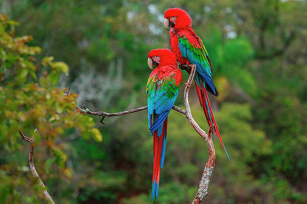 Vibrant Macaws in the Wild Wall Art