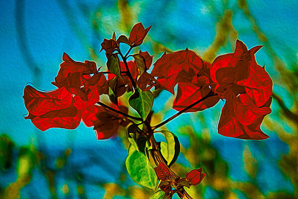 Summer Painting - Red Bougainvillea by Omaste Witkowski