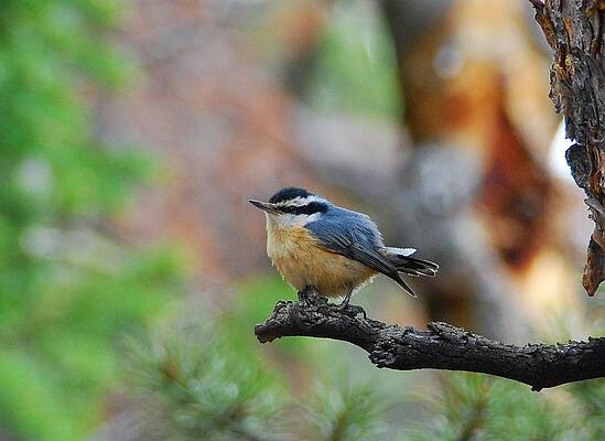 Rocky Mountain National Park Photograph - Red-breasted Nuthatch by Cascade Colors