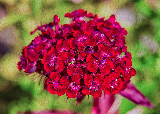 Summer Painting - Red Carnations by Omaste Witkowski