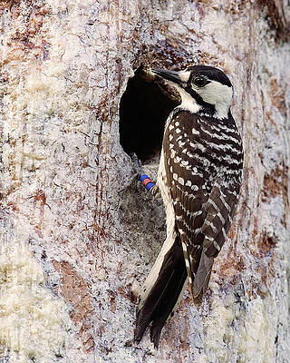 Photograph - Red Cockaded Woodpecker by Jim E Johnson