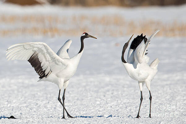 Winter Photograph - Red Crowned Crane Dance by Natural Focal Point Photography
