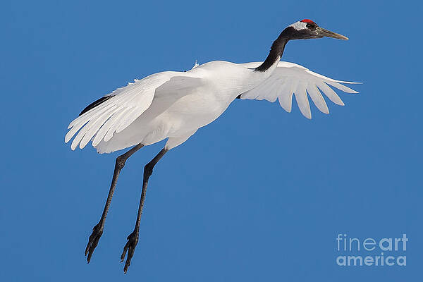 Winter Photograph - Red-Crowned Crane In Blue Winter Sky by Natural Focal Point Photography
