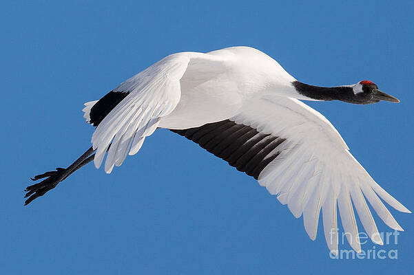 Winter Photograph - Red Crowned Crane In Flight 4 by Natural Focal Point Photography