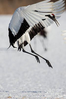 Winter Photograph - Red-Crowned Crane Jump by Natural Focal Point Photography