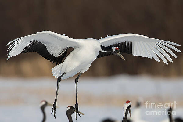 Winter Photograph - Red-Crowned Crane Lands by Natural Focal Point Photography