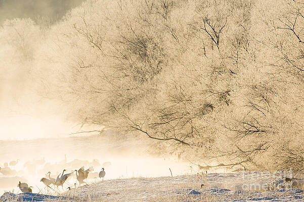 Winter Photograph - Red-Crowned Crane Morning Dance by Natural Focal Point Photography
