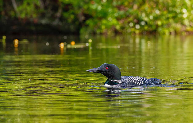 Reflection Wall Art featuring the photograph Red Eye Common Loon by Jeff Sinon