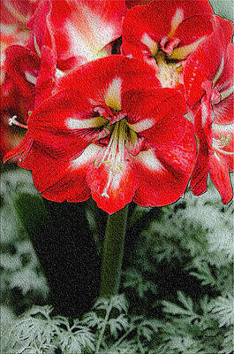 Wall Art featuring the photograph Red Flower With Starburst by Crystal Wightman
