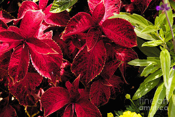 Summer Photograph - Red Flowers by William Norton