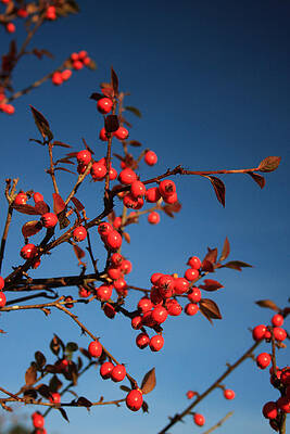 Nature Photograph - Red Fruits by Mark Callanan