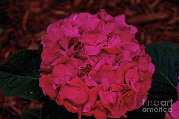 Spring Wall Art featuring the photograph Red Hydrangea by William Norton