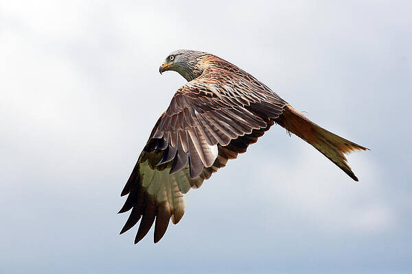 Bird Wall Art featuring the photograph Red Kite Flight by Grant Glendinning