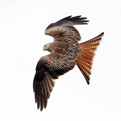 Bird Wall Art featuring the photograph Red Kite by Grant Glendinning