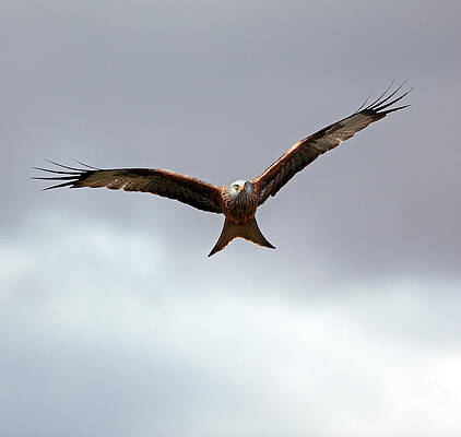 Bird Wall Art featuring the photograph Red Kite In Flight by Grant Glendinning